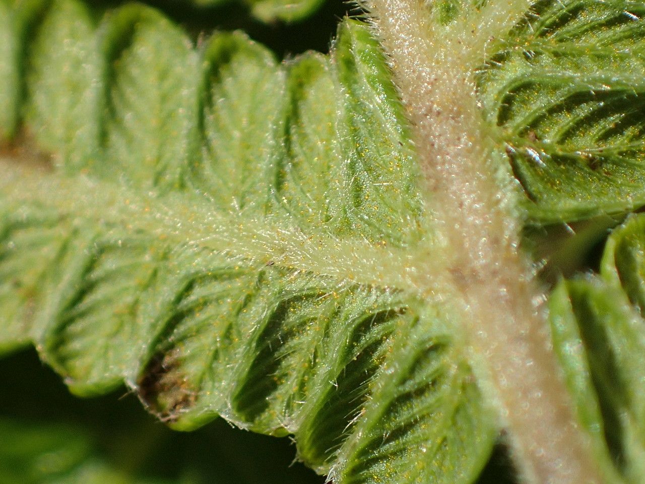 Sphaerostephanos unitus bark