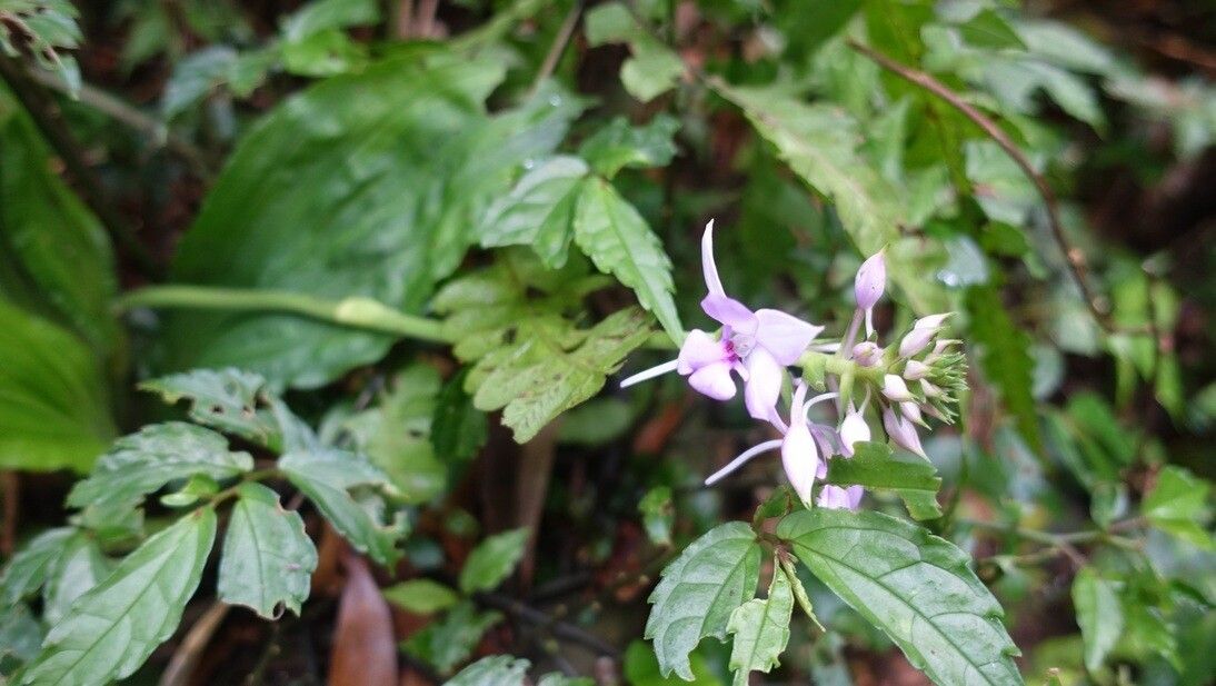 Calanthe masuca — houseplant care guide