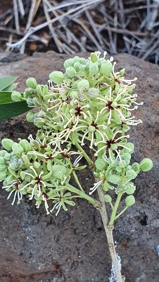 Boscia coriacea flower