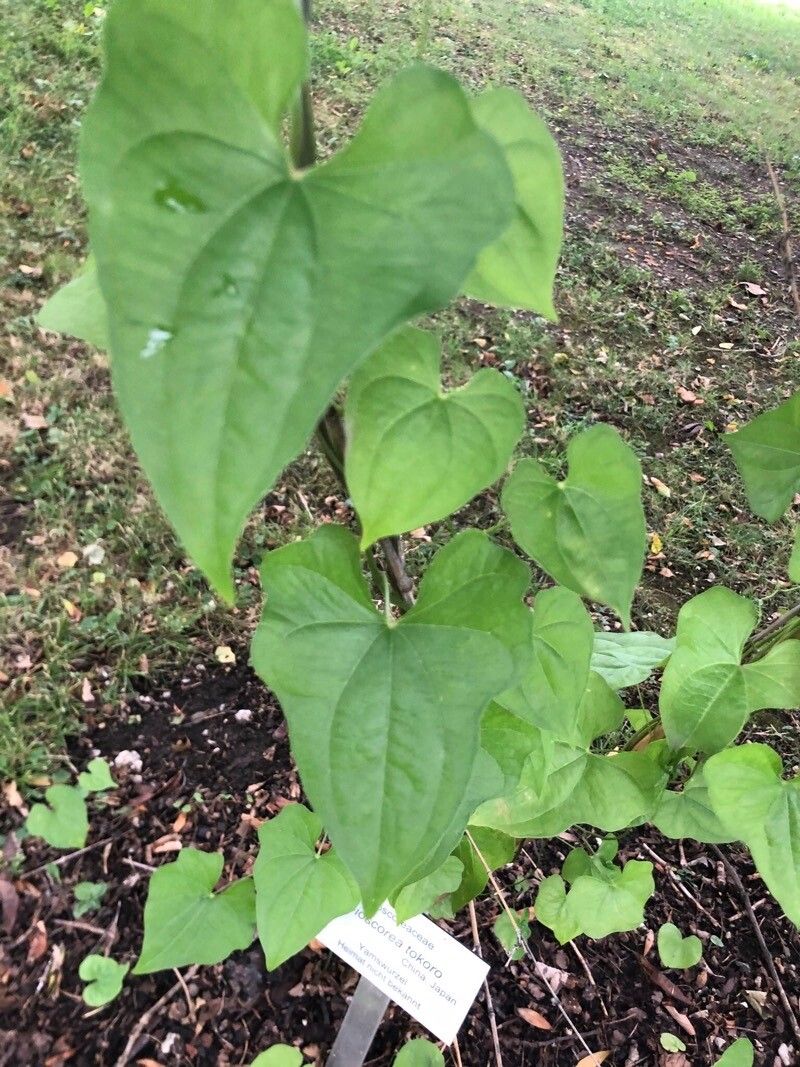 Dioscorea tokoro — houseplant care guide