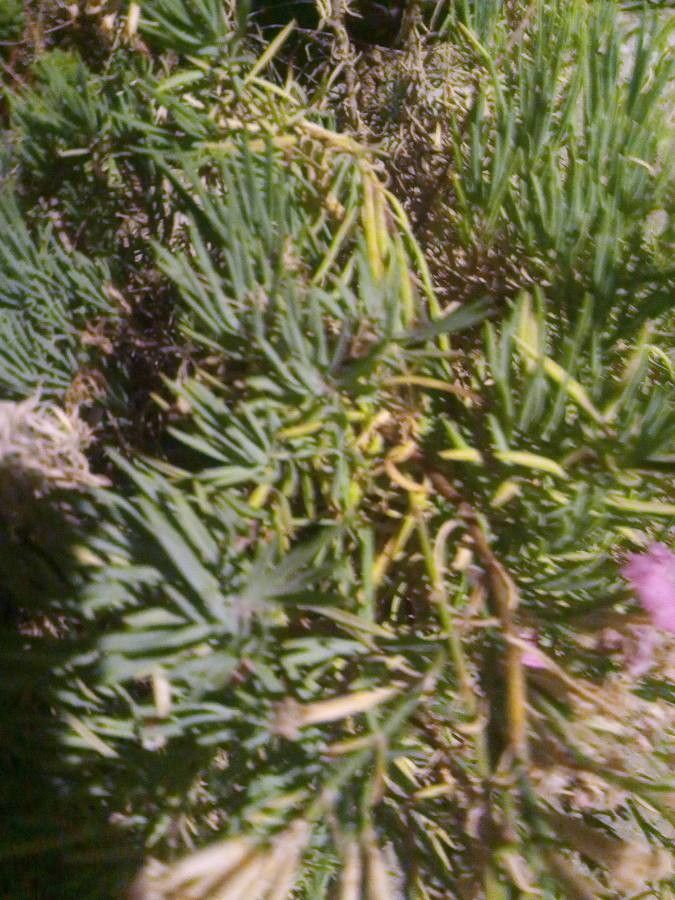 Suaeda splendens leaf