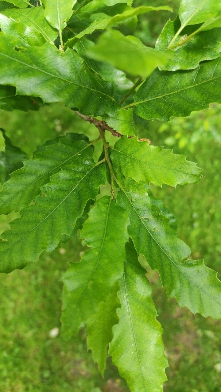 Quercus trojana leaf
