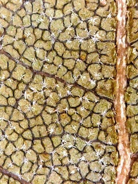 Quercus × auzendei habit