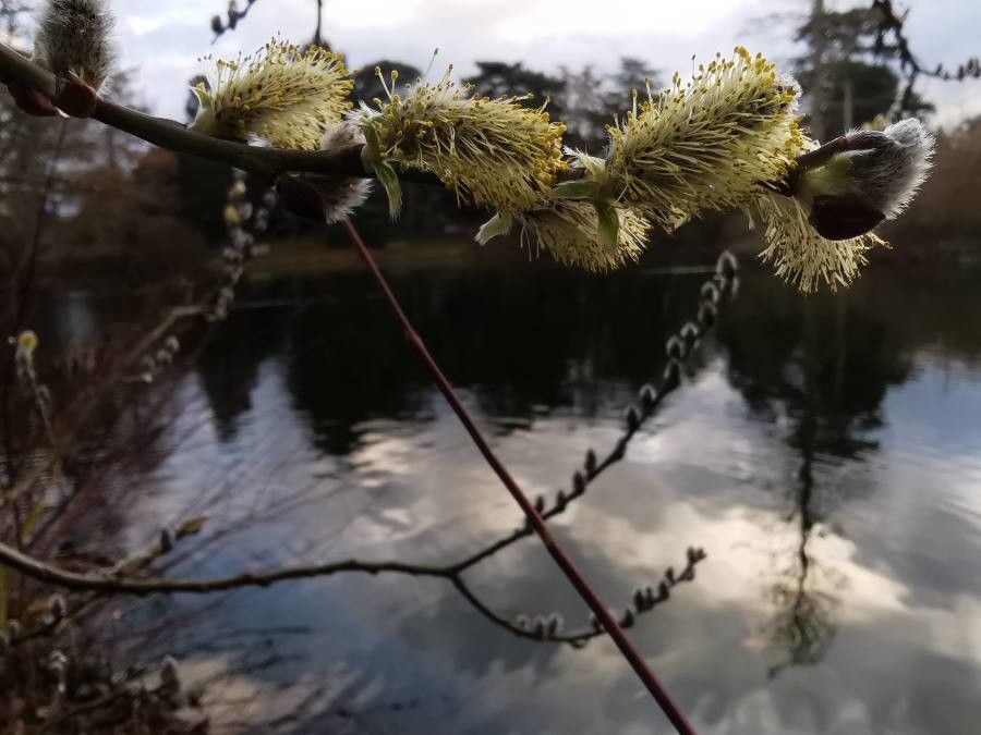 Salix aegyptiaca flower