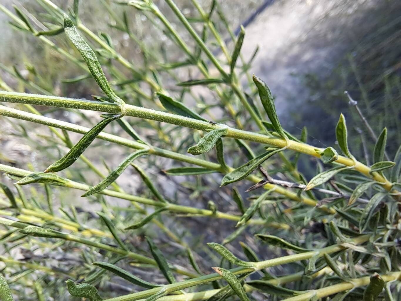 Sideritis arborescens — related species from the same genus