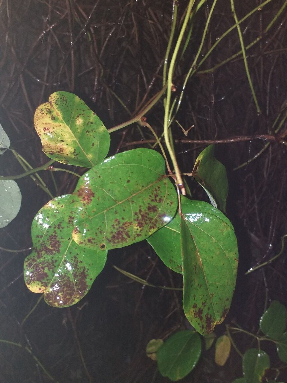 Akebia trifoliata — related species from the same genus