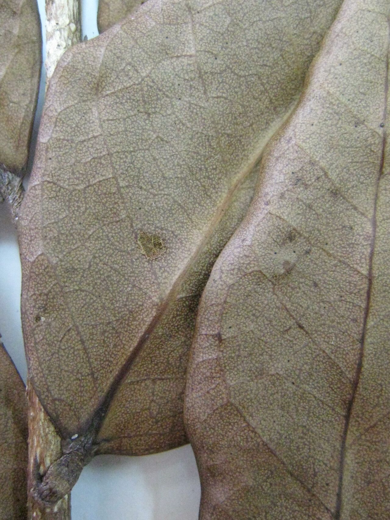 Licania irwinii other