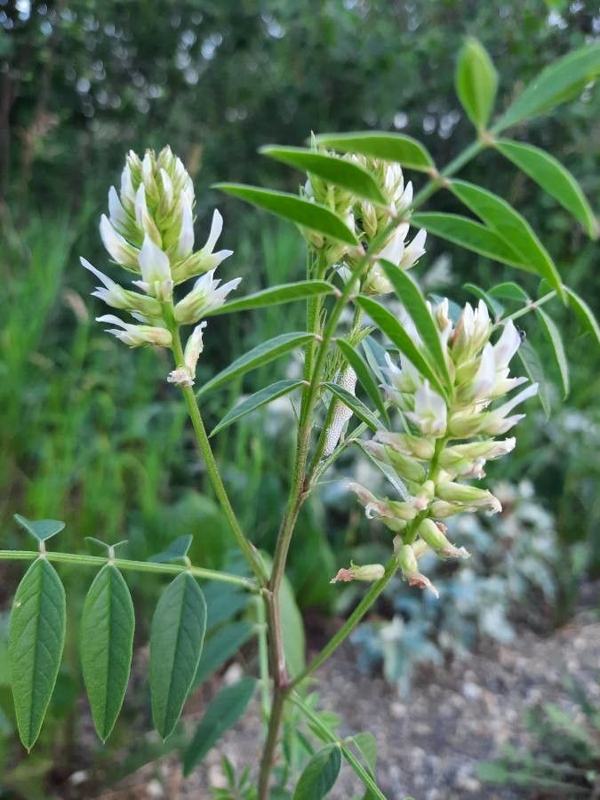 Glycyrrhiza lepidota — soil improver houseplant