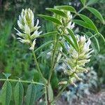 Glycyrrhiza lepidota