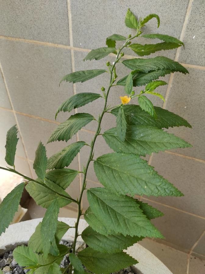 Malachra alceifolia habit