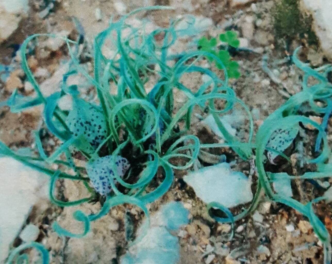 Colchicum circinatum — houseplant care guide