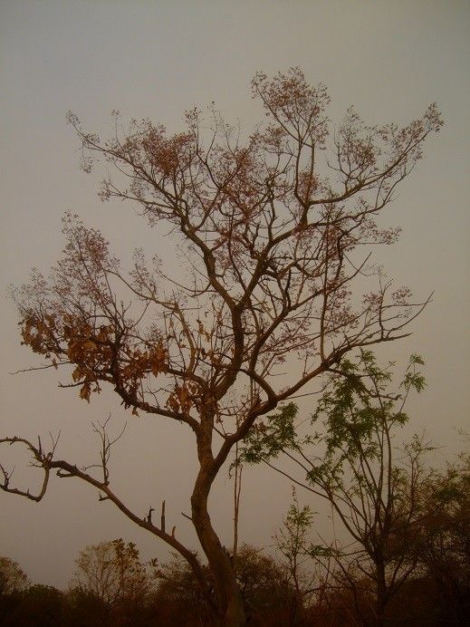 Stereospermum kunthianum habit