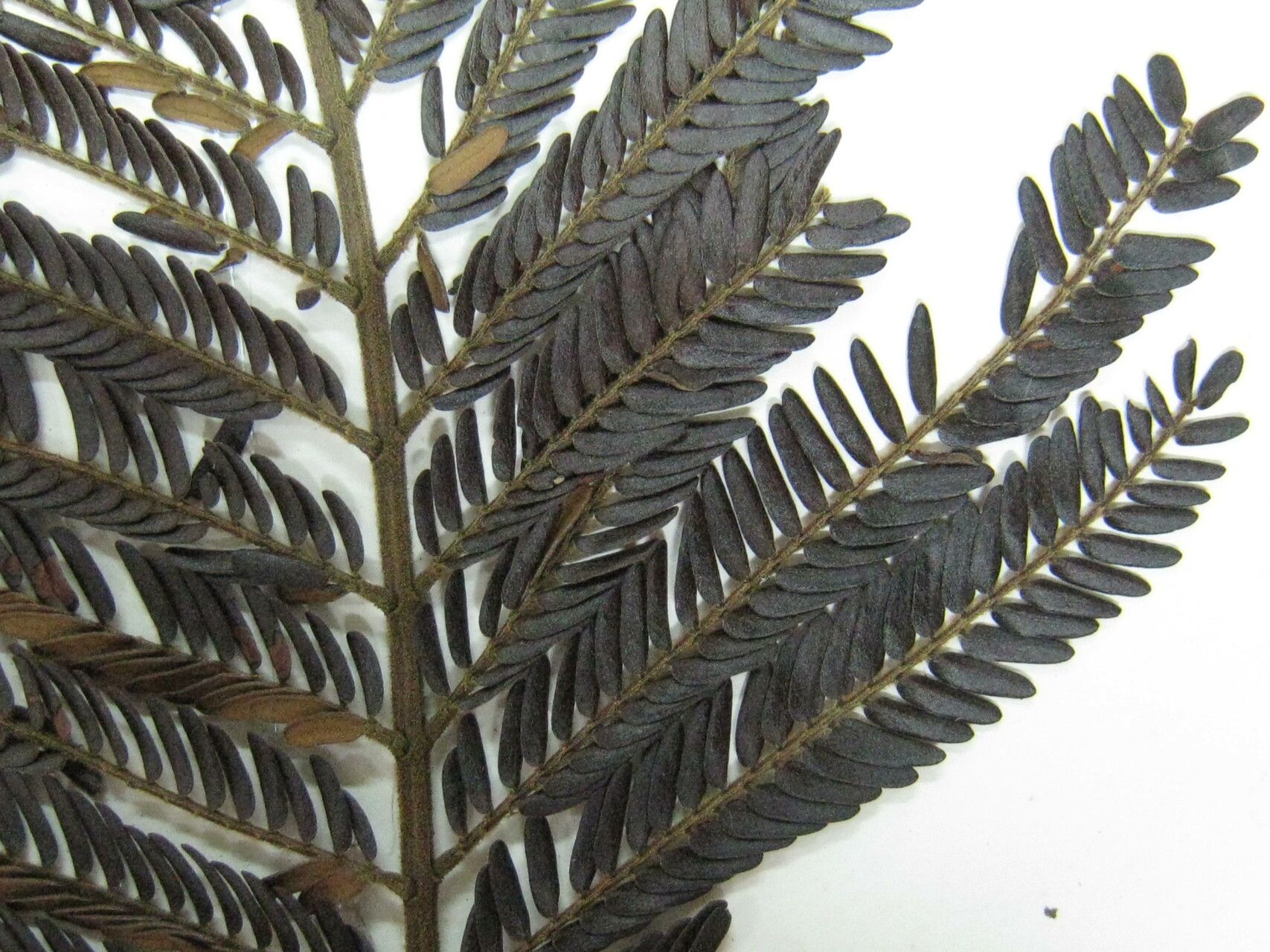 Stryphnodendron pulcherrimum — houseplant care guide