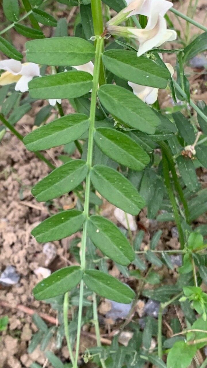 Vicia grandiflora leaf