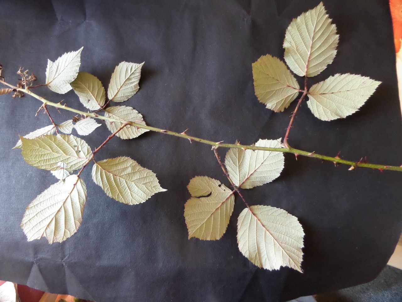 Rubus rossensis leaf