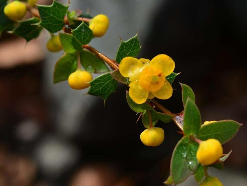 Berberis aetnensis flower