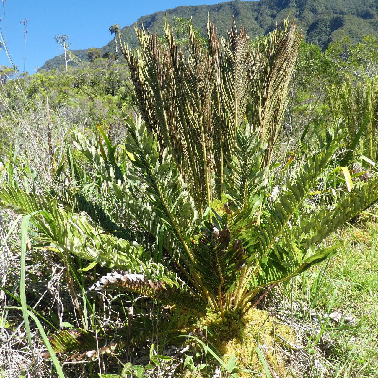 Blechnum marginatum habit