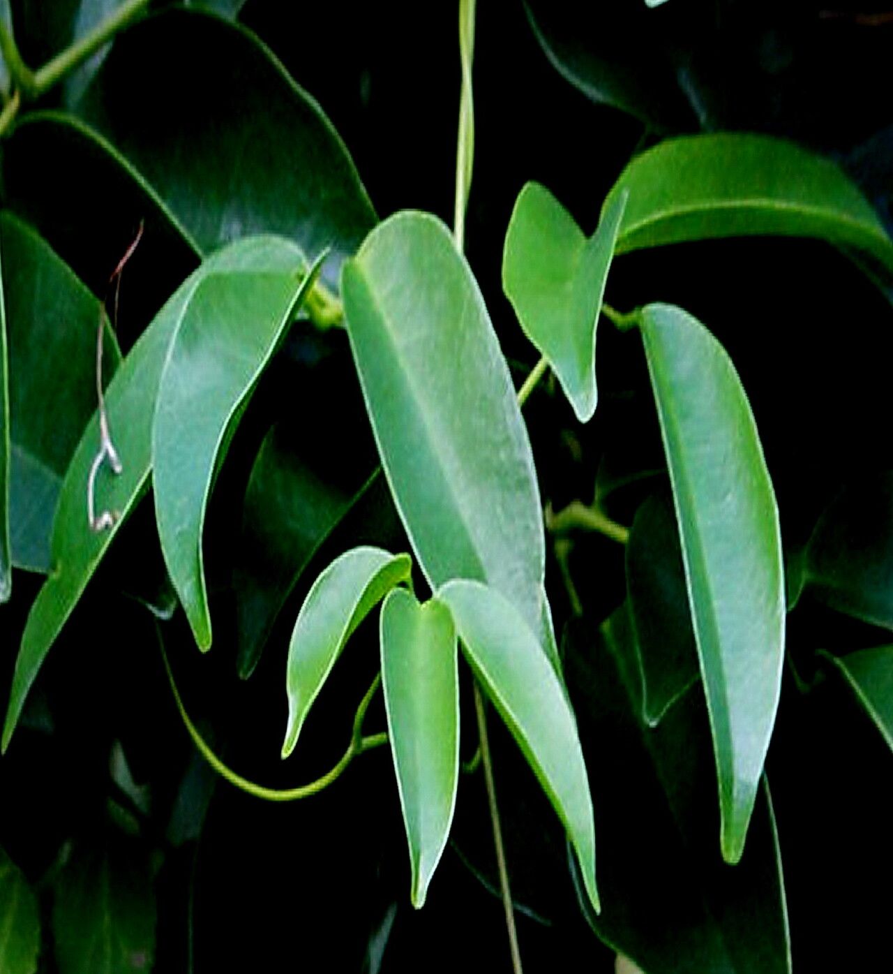 Canavalia bonariensis — related species from the same genus