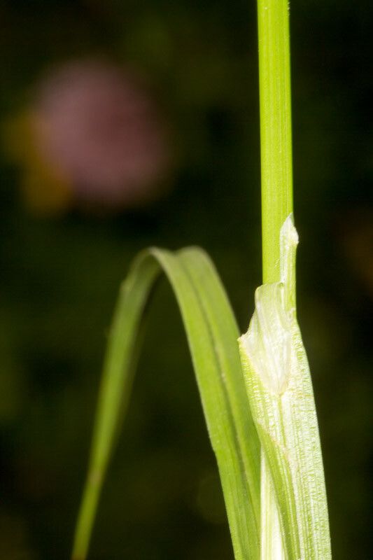 Carex leporina leaf