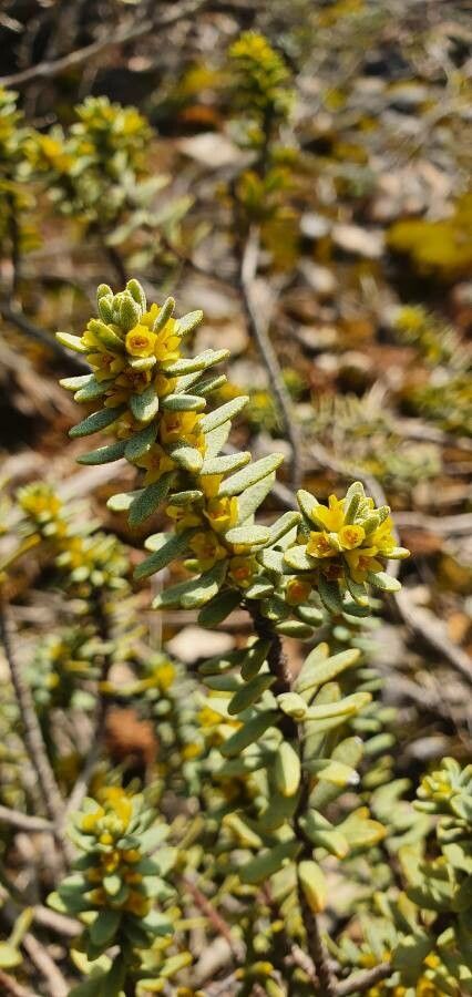 Thymelaea tinctoria flower