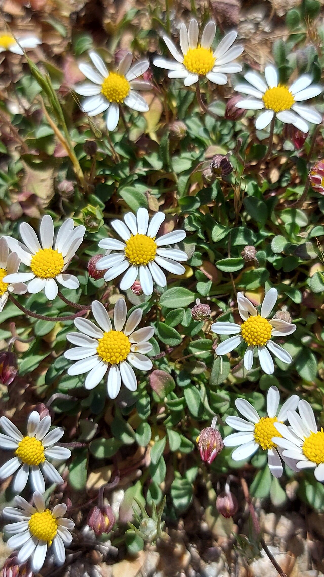 Bellium bellidioides flower