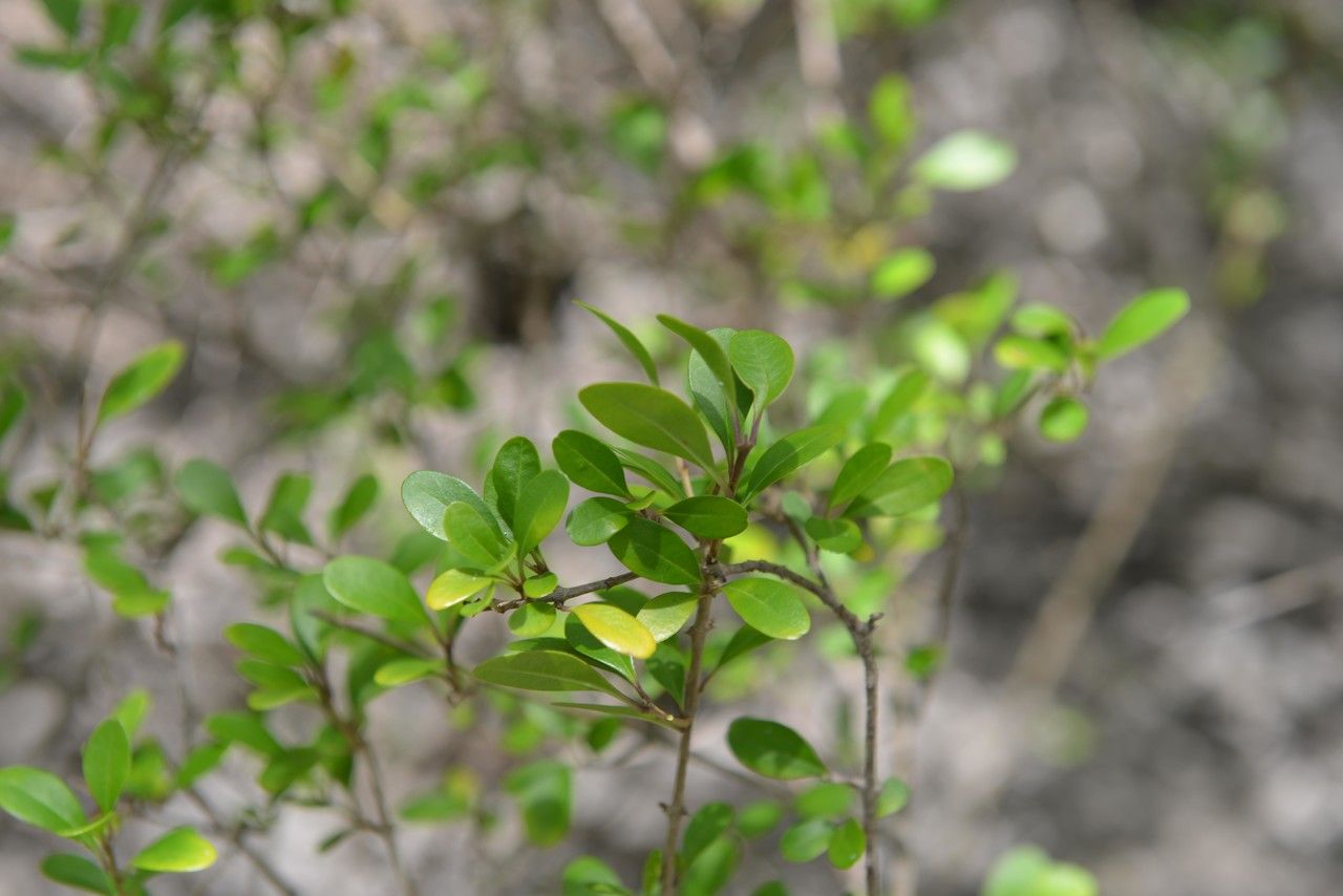 Volkameria pittieri habit