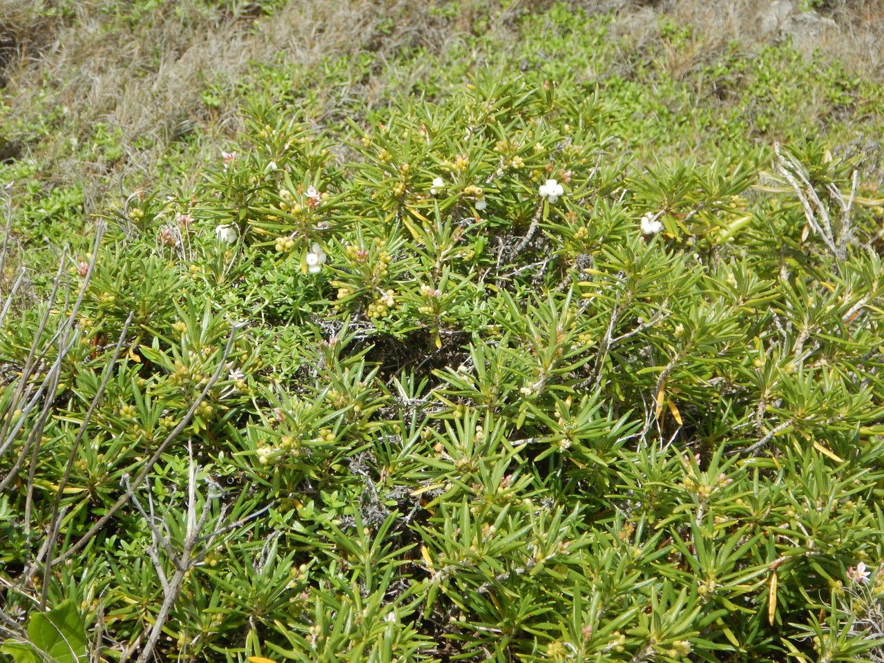 Strumpfia maritima habit