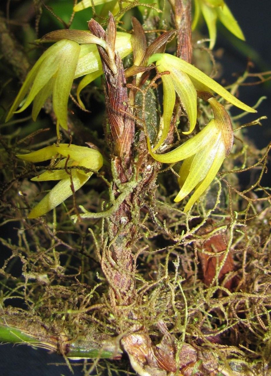 Camaridium microphyton fruit