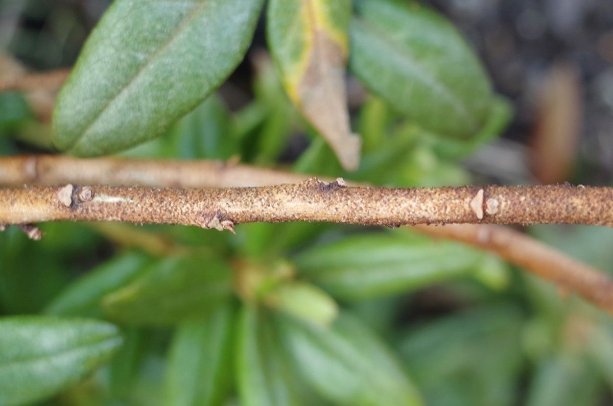 Rhododendron russatum bark