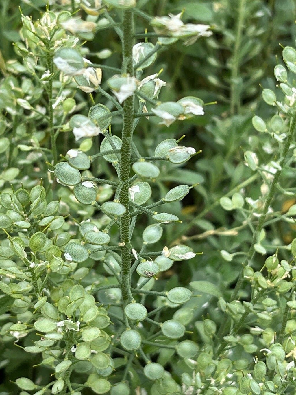 Alyssum wulfenianum fruit