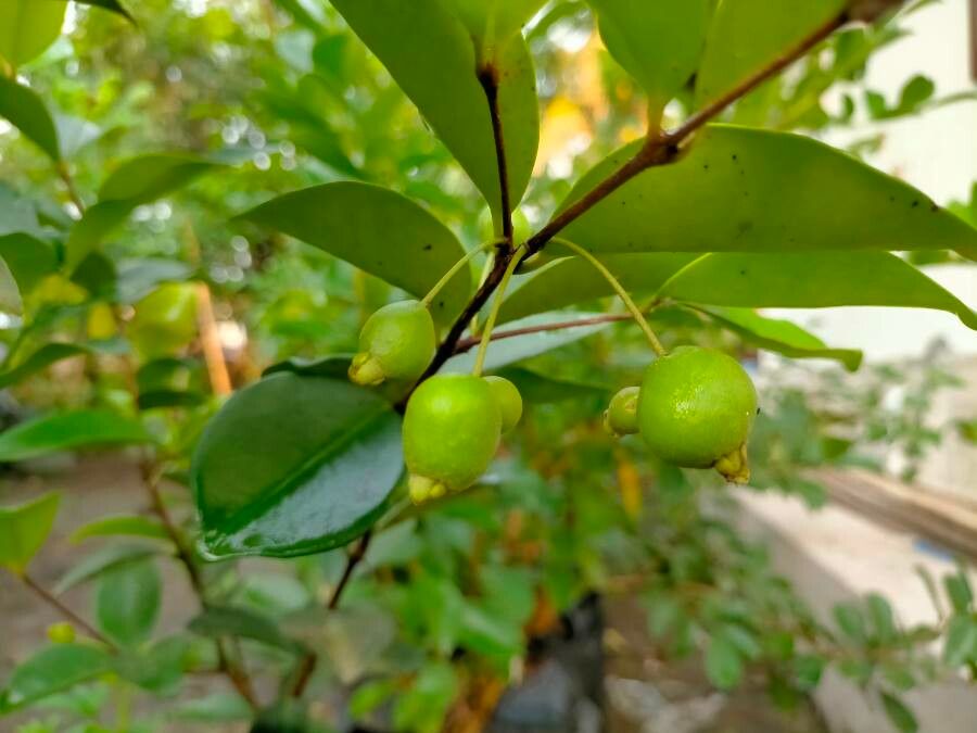 Eugenia reinwardtiana fruit