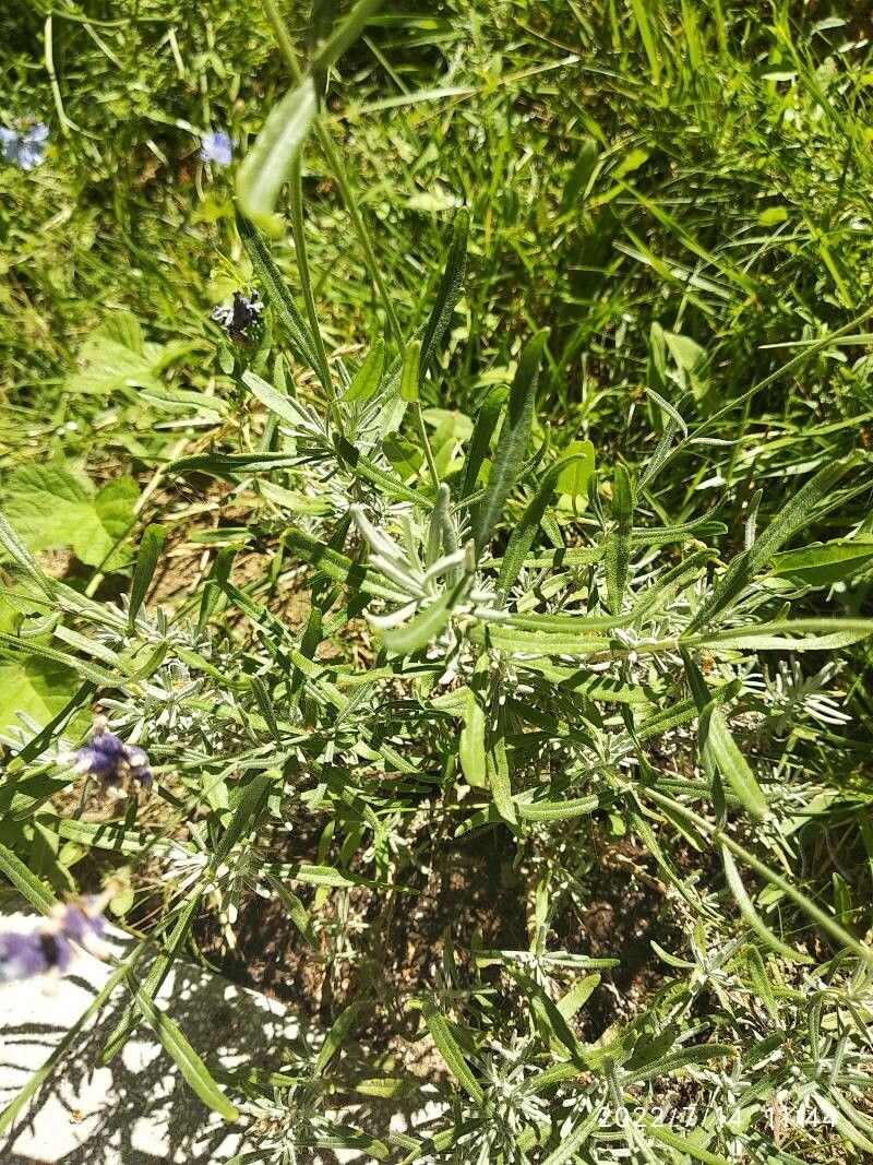 Muscari commutatum — search result for 'Muscari'