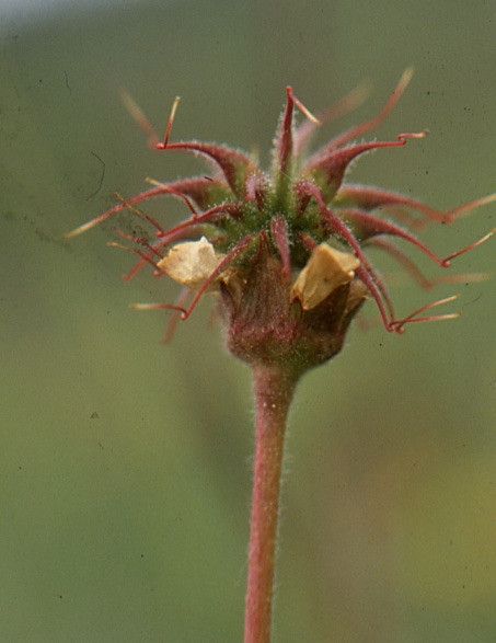 Geum pyrenaicum fruit