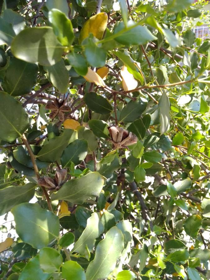 Quillaja saponaria fruit