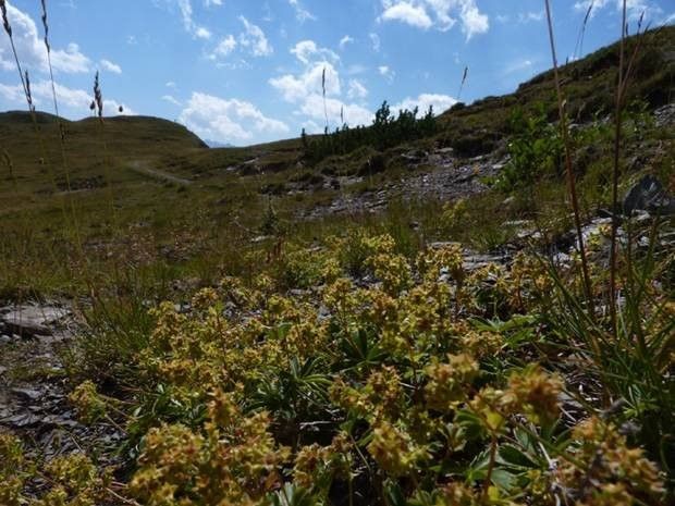 Alchemilla subsericea habit