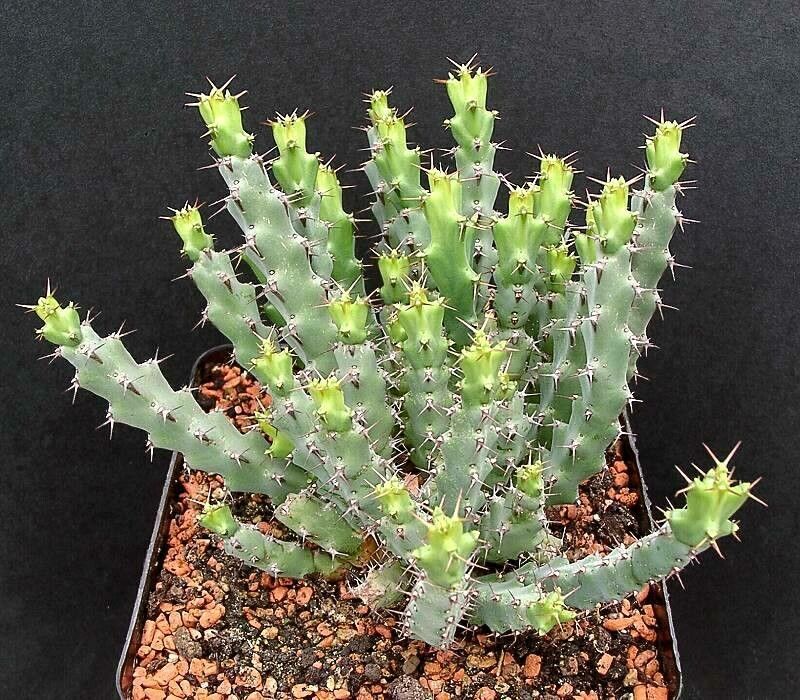 Euphorbia schinzii habit