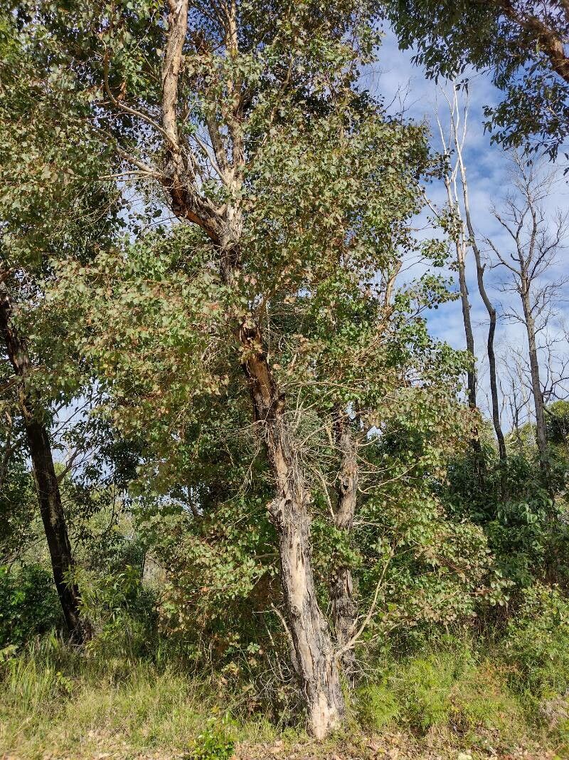 Eucalyptus baueriana habit