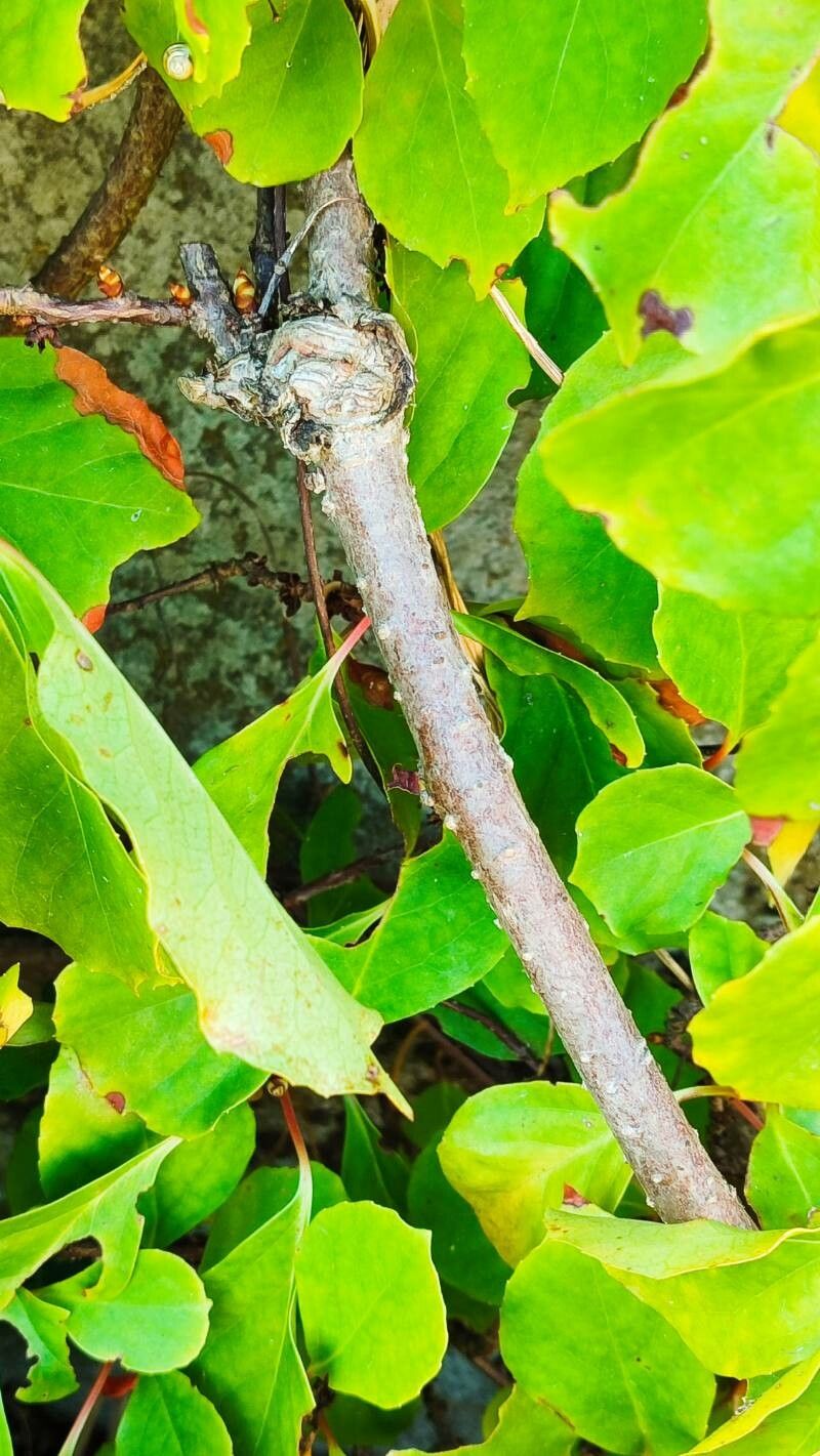 Schisandra sphaerandra bark