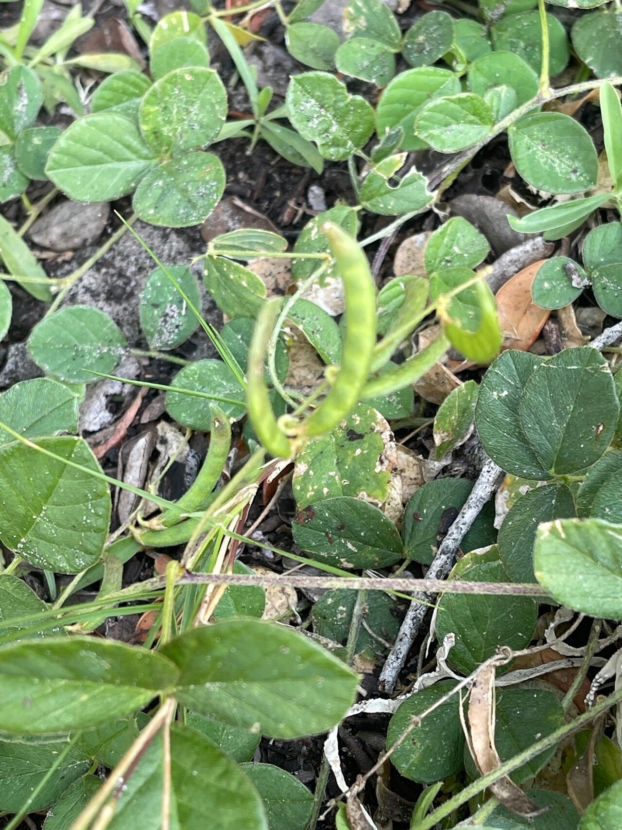 Teramnus repens fruit