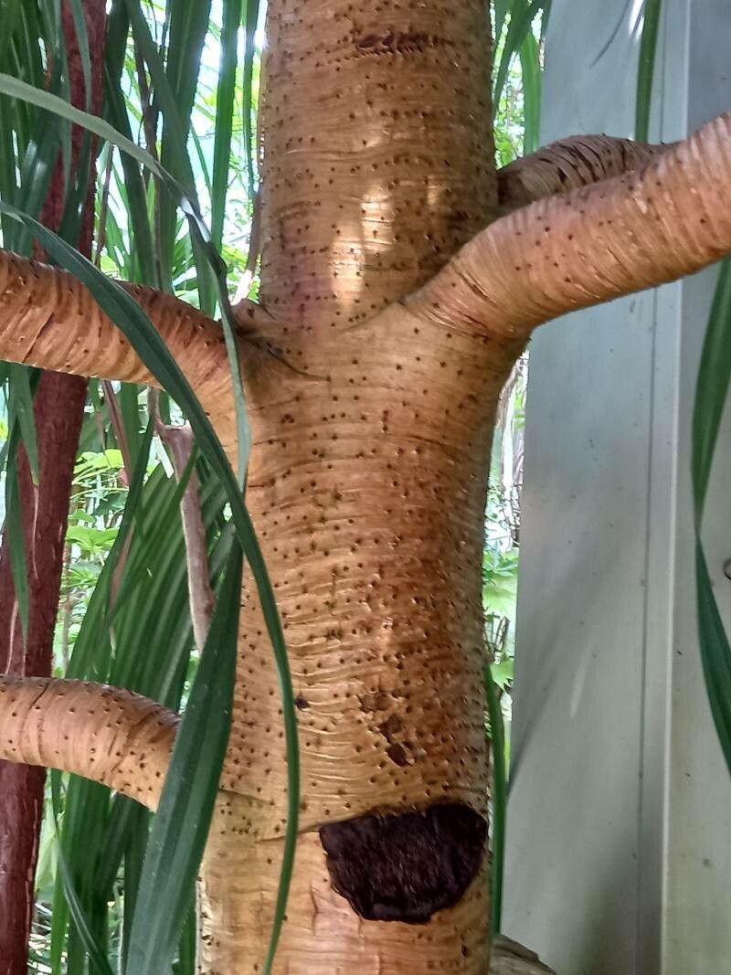 Pandanus myriocarpus bark