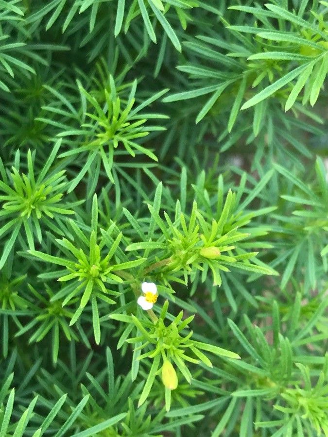Tagetes foeniculacea flower