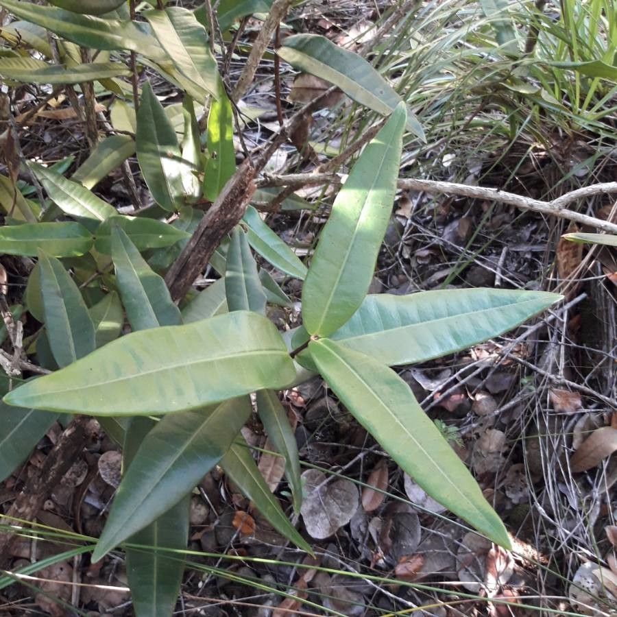 Eugenia gatopensis — houseplant care guide