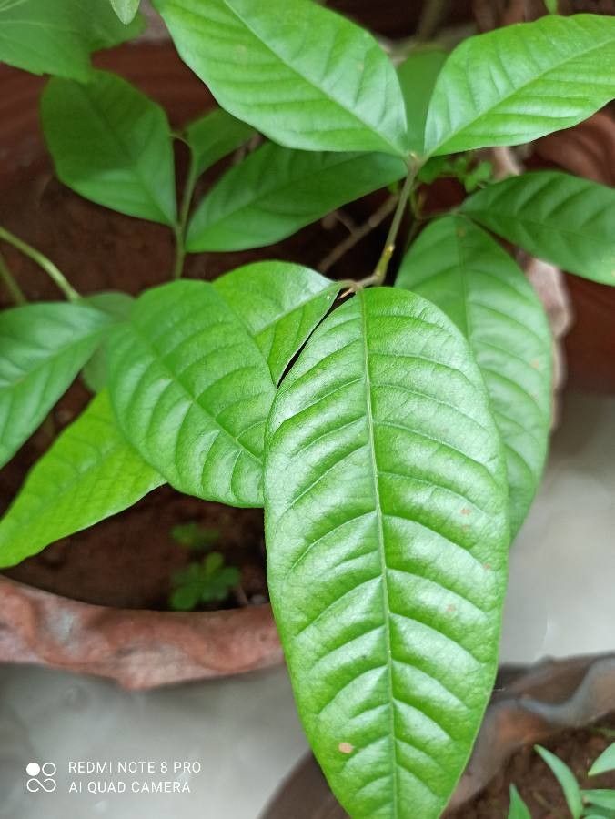 Nephelium lappaceum — search result for 'Sapindaceae'