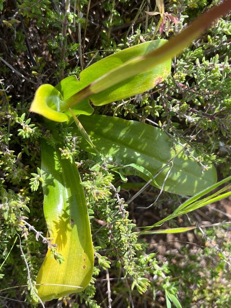 Orchis canariensis leaf