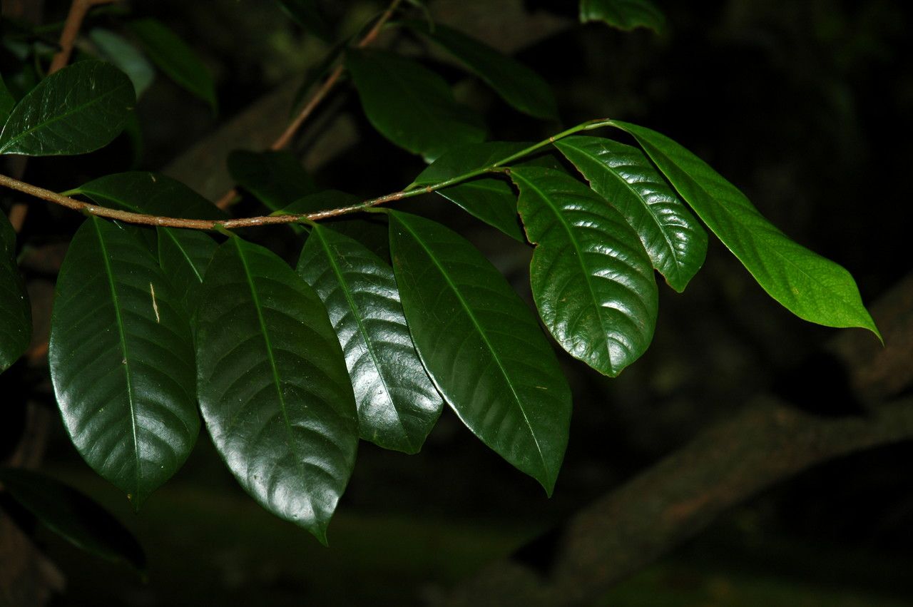 Myristica fragrans — search result for 'Indonesia'