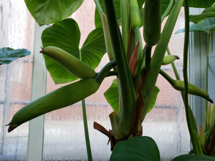 Homalomena cordata flower