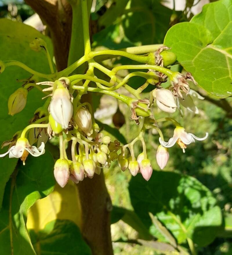 Solanum betaceum flower