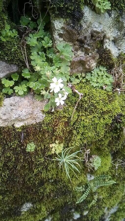 Saxifraga petraea flower