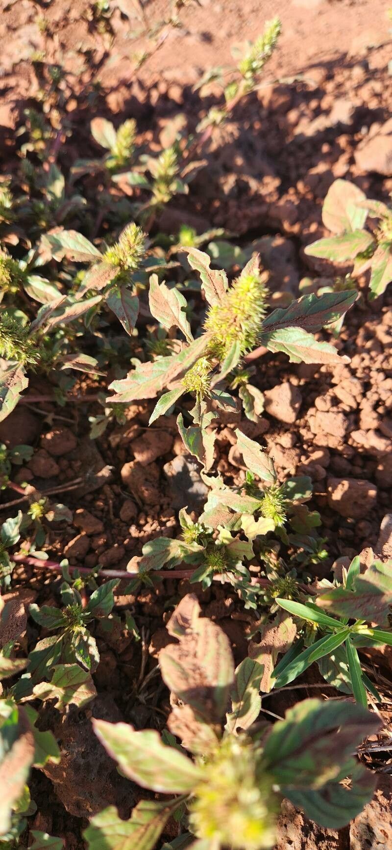 Amaranthus tortuosus flower