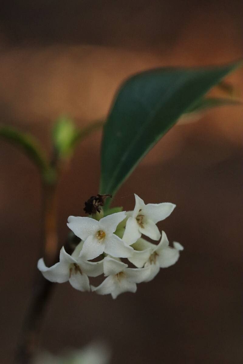 Daphne kiusiana — search result for 'Daphne'